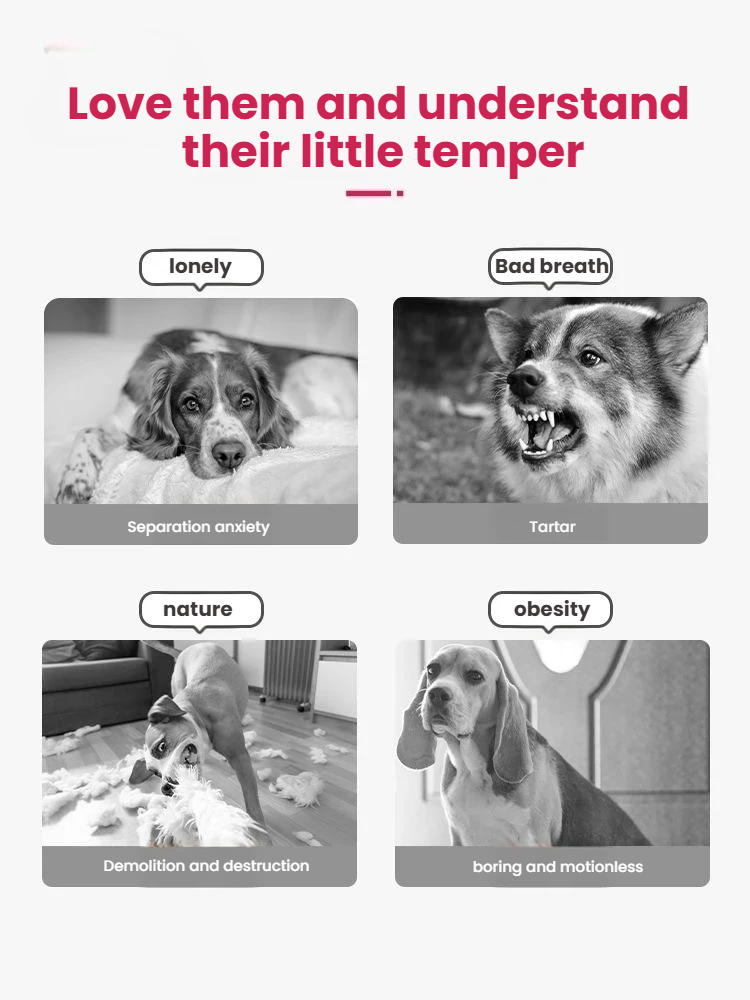 Four dog portraits in the KONG Floppy Knots promotional graphic