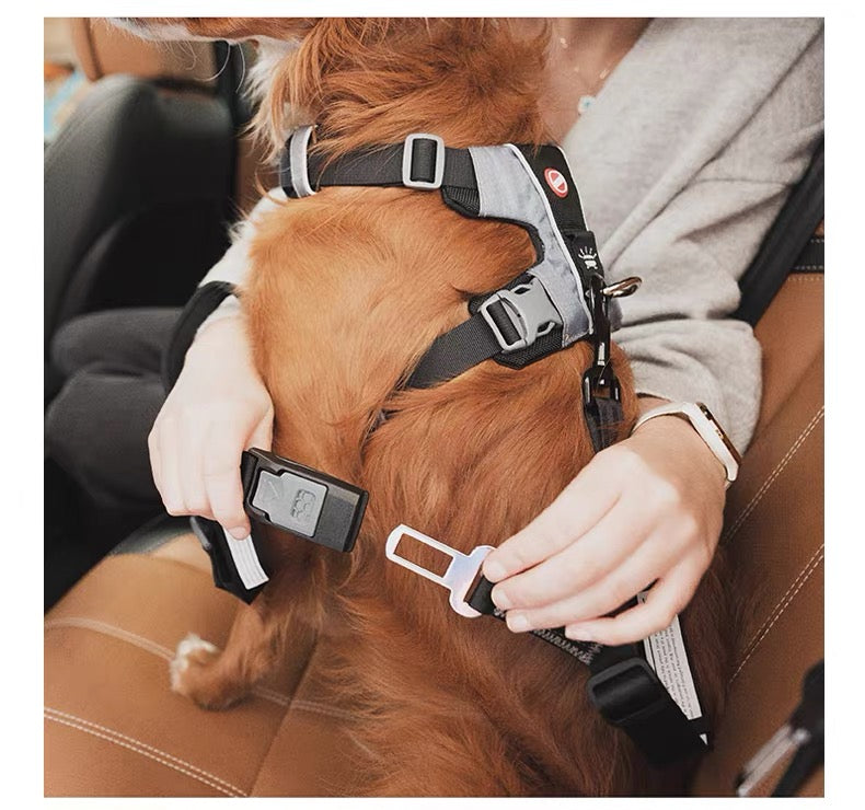 Dog wearing a harness while a person holds its seat belt attachment