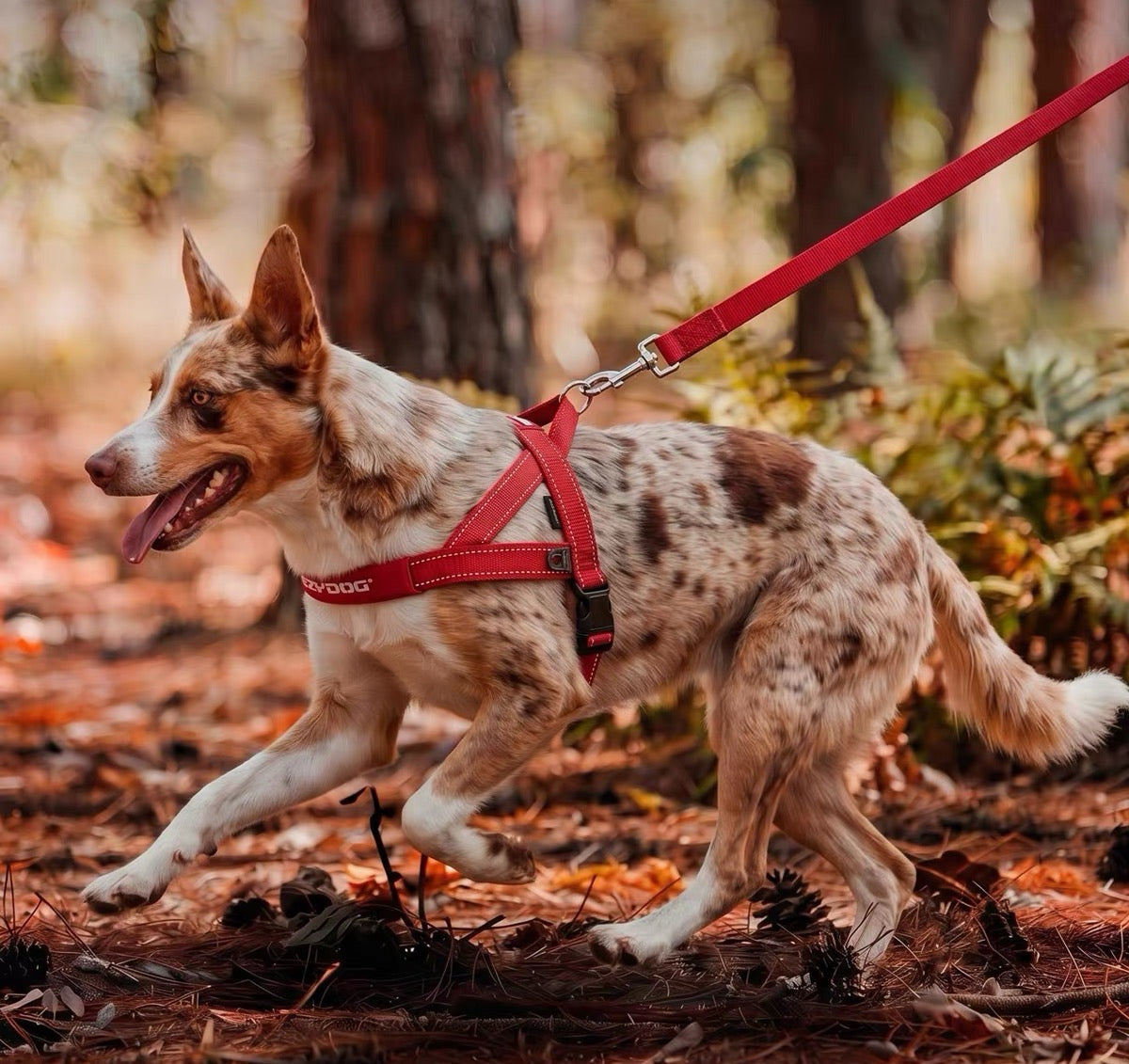 Dog walking outdoors in a red EzyDog Quick Fit harness