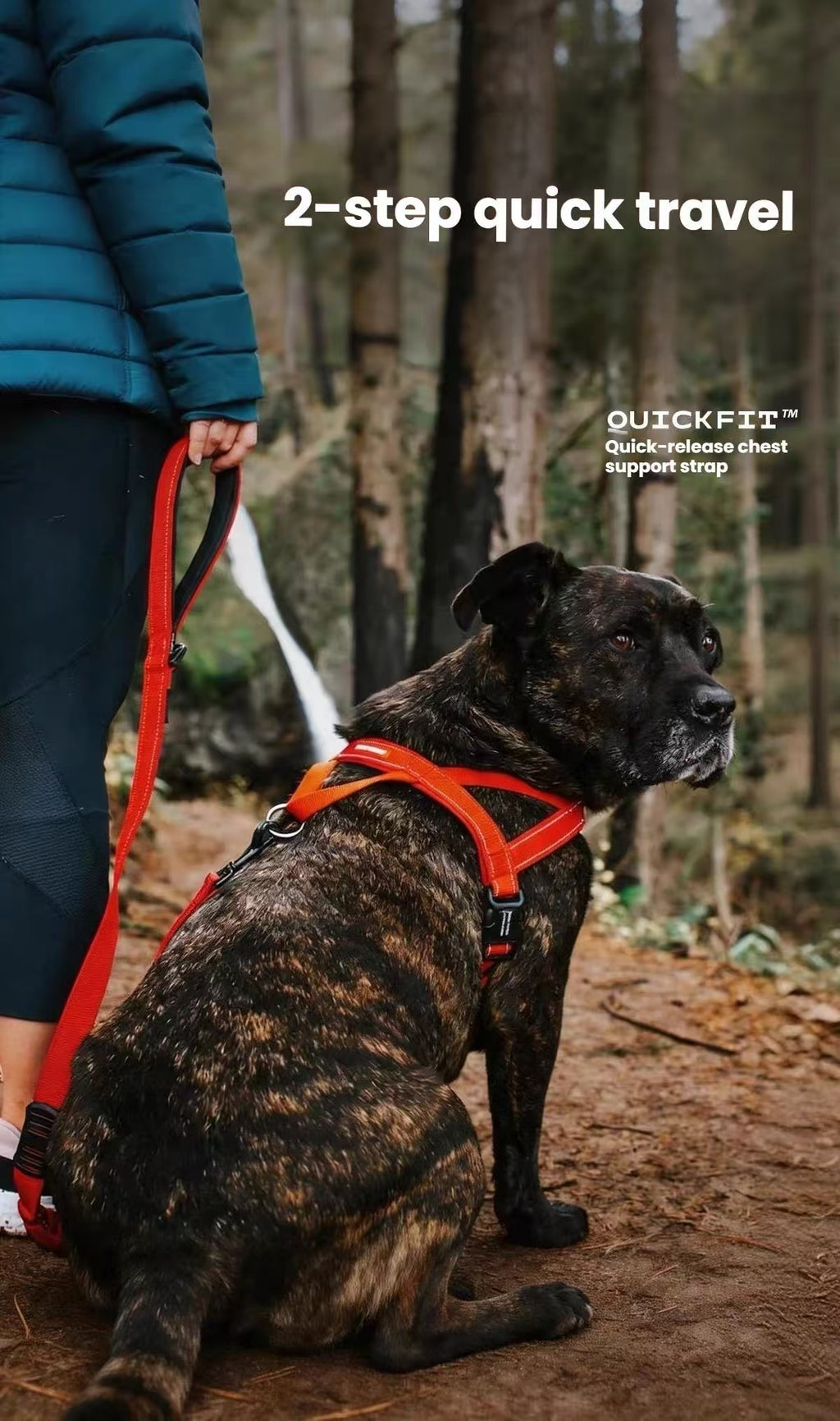 Brindle dog wearing an orange harness beside a person