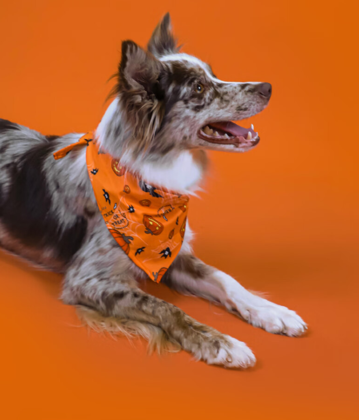 GiGwi Halloween Pet Bandana – Triangle Scarf for Cats & Dogs