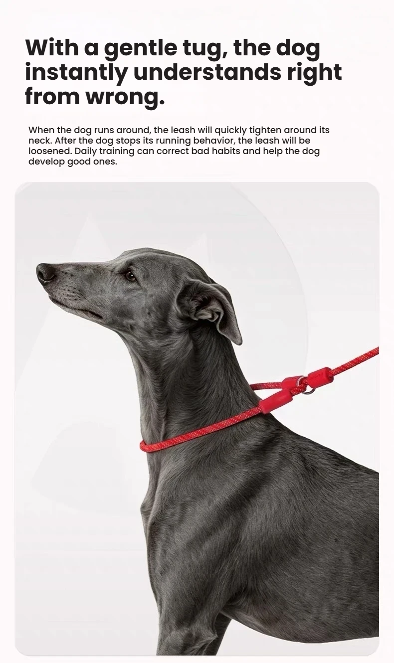 Black dog wearing the adjustable neck loop of a red Petstar slip lead