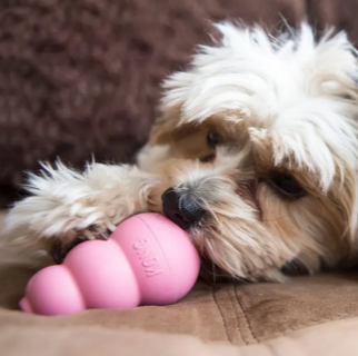 Small puppy chewing a pink KONG Puppy toy on a cushion