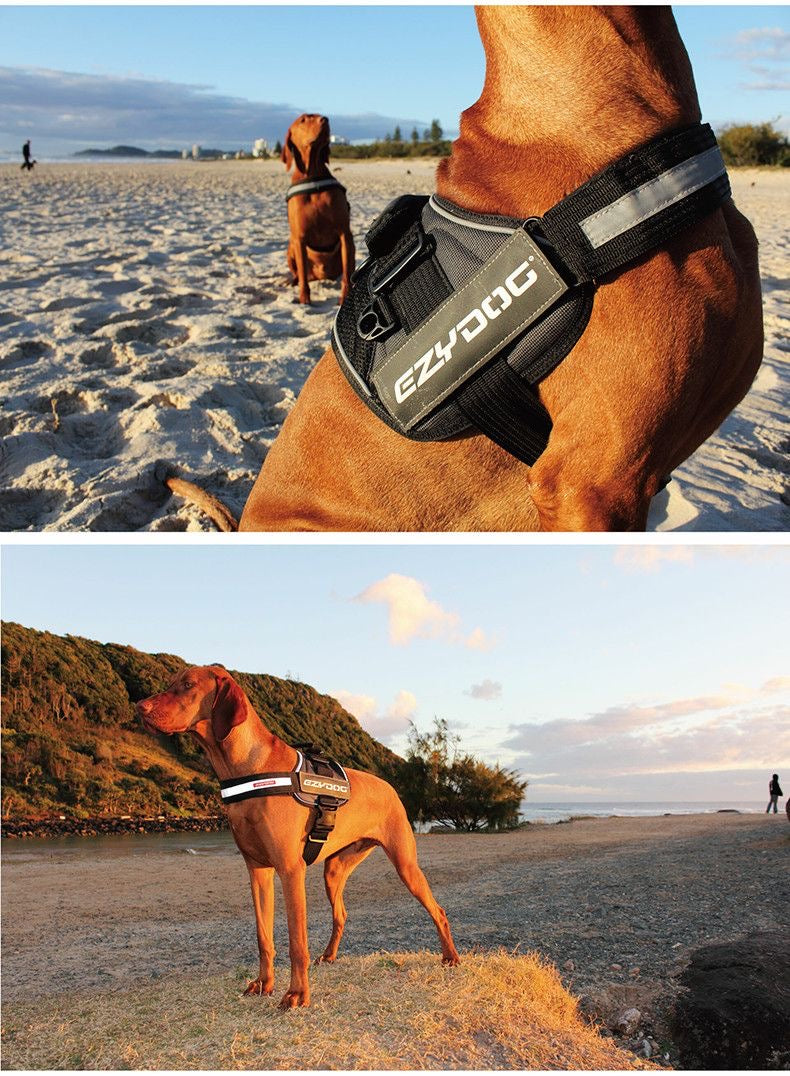 Two outdoor views of a dog wearing the EzyDog Convert harness