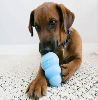 Puppy holding a blue KONG Puppy toy between its paws