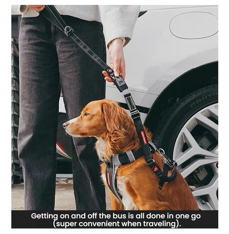 Person connecting an EzyDog Click Leash to a dog seat belt attachment beside a car