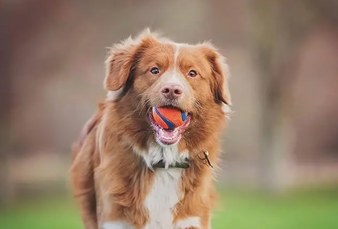 Brown dog holding an orange and blue Chuckit ball outdoors