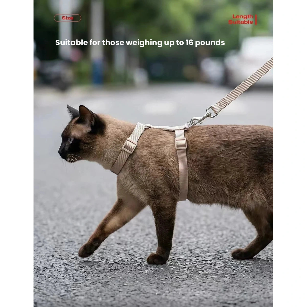 Side view of a cat walking in the Petstar harness