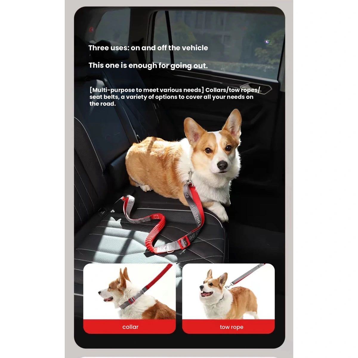 Dog wearing a harness attached to the Petstar car lead