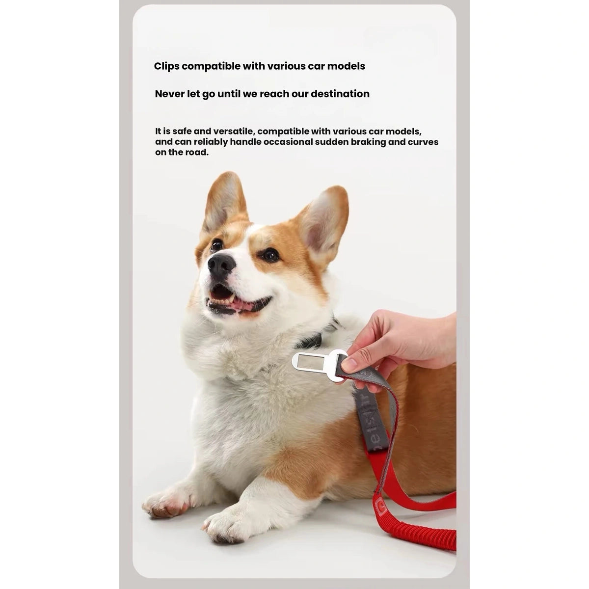 Petstar retractable lead attached to a dog harness