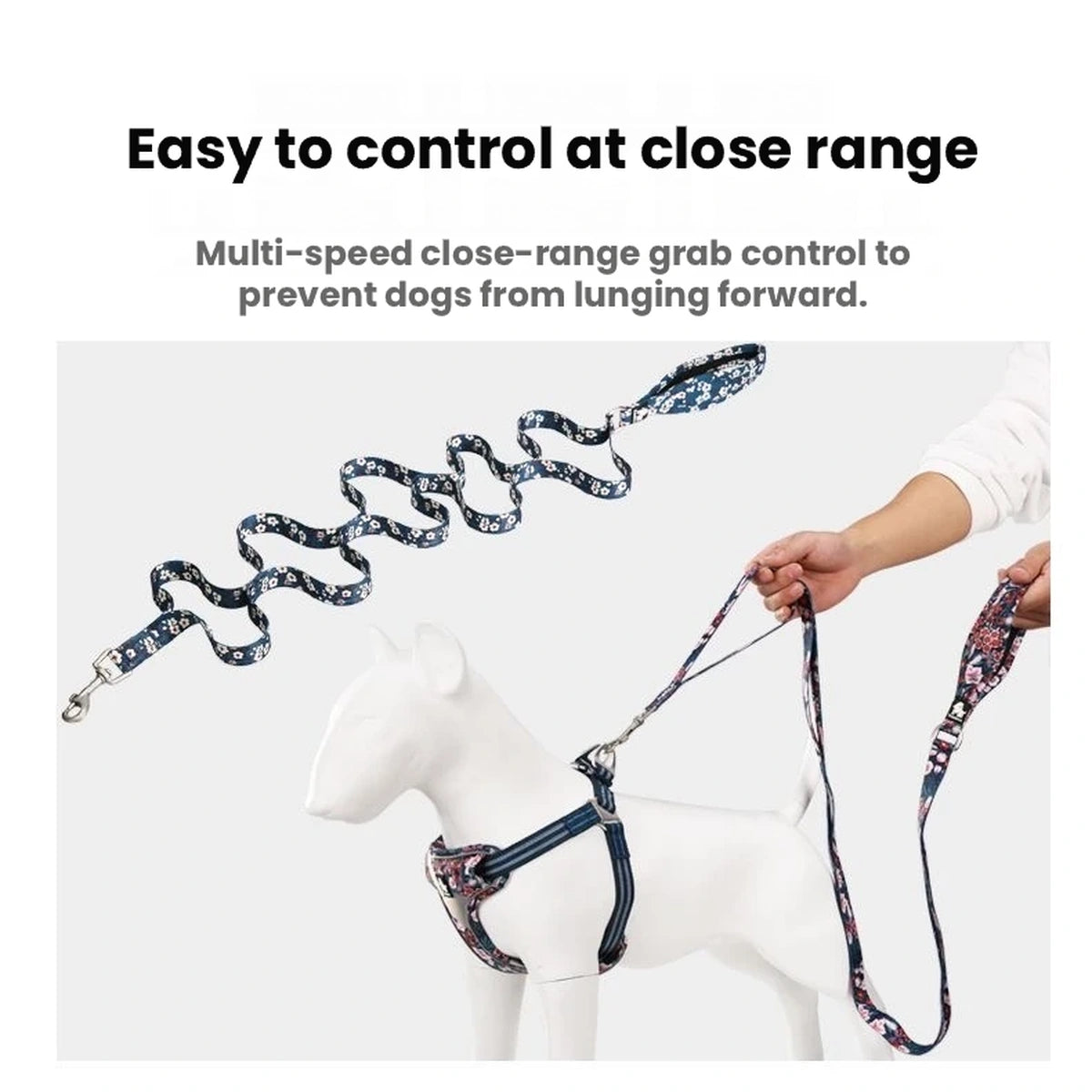 Leash shown attached to a dog harness