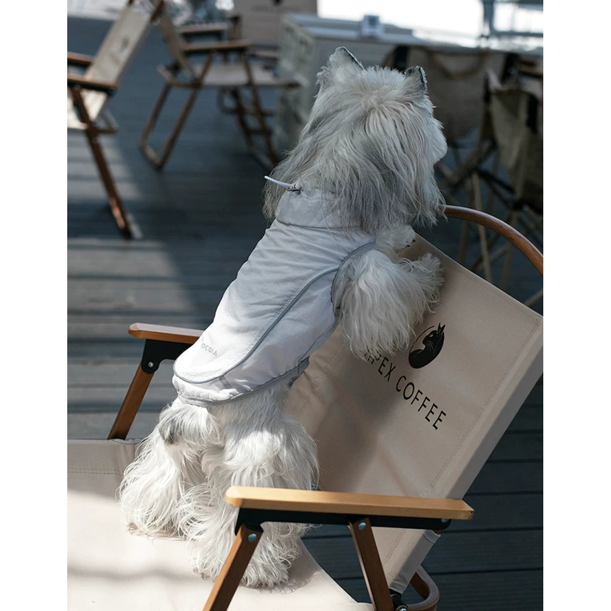 Small dog wearing a grey vest on an outdoor chair