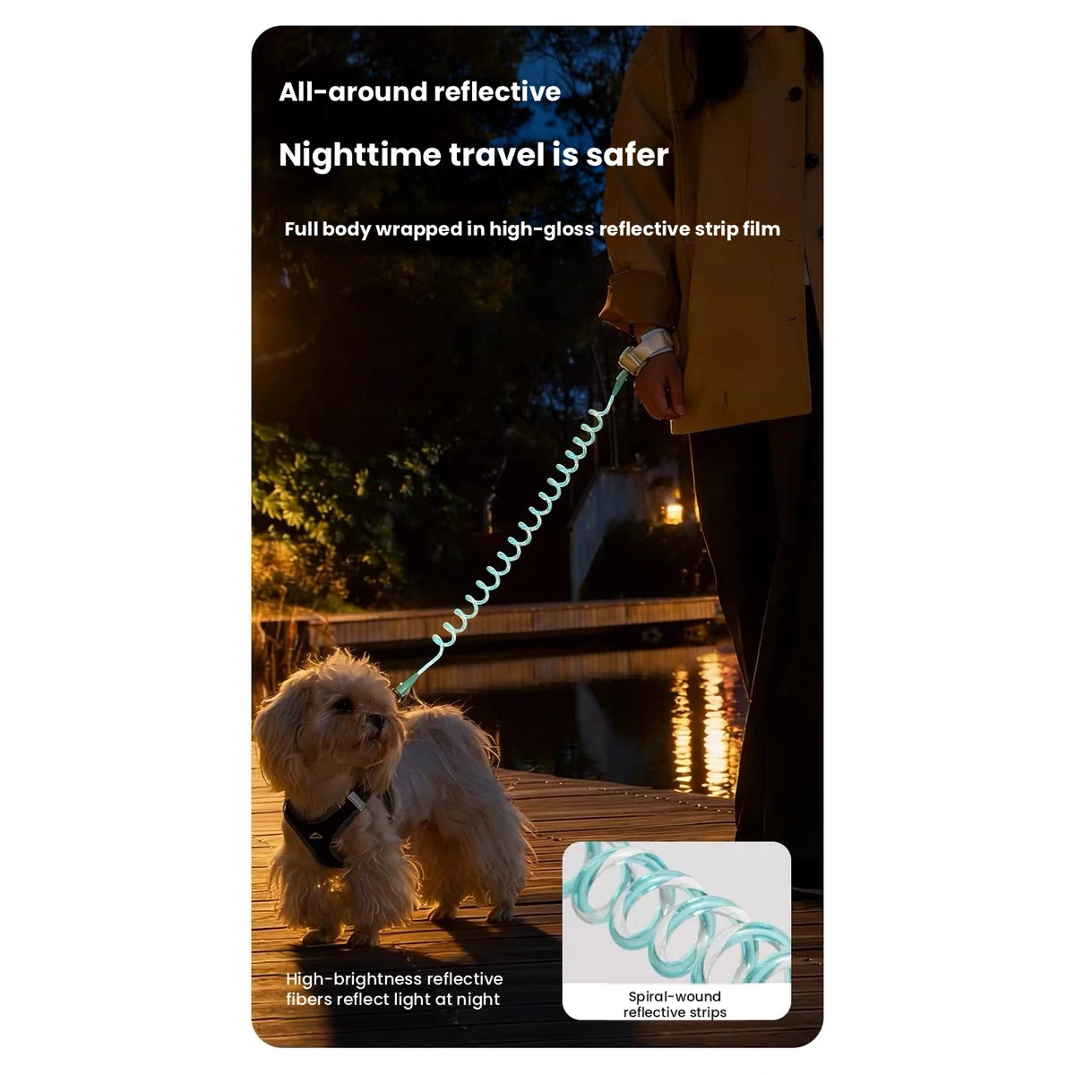 Dog walking on reflective coiled lead at night