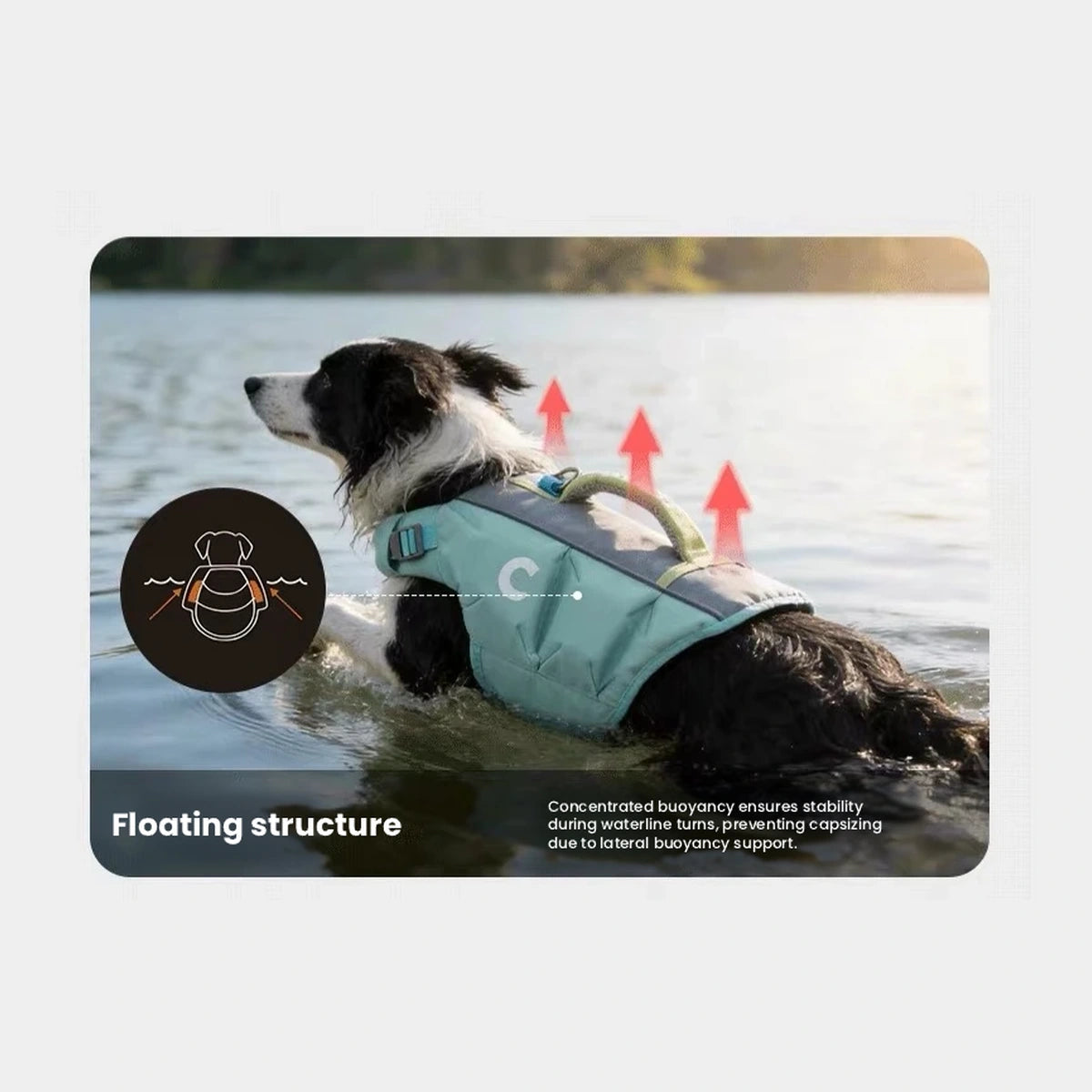 Dog wearing blue swim vest beside water