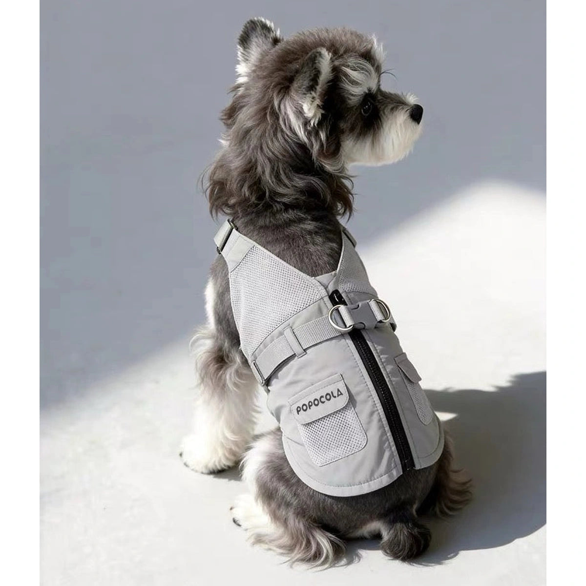Small dog wearing grey vest harness from side