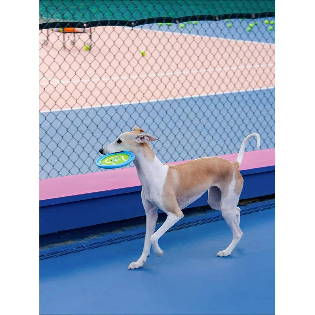 Dog carrying ZEZE disc on a court