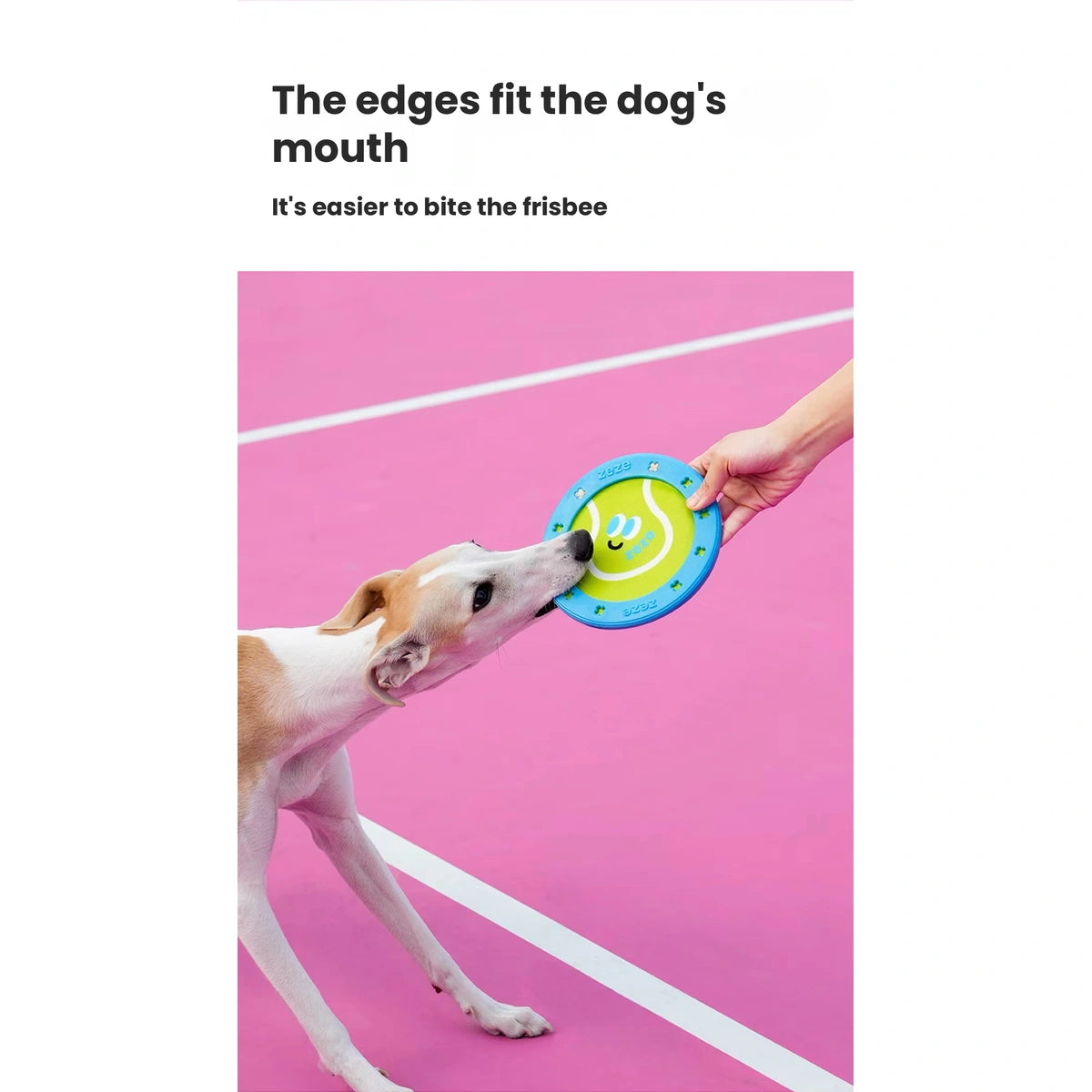 Dog tugging a ZEZE flying disc