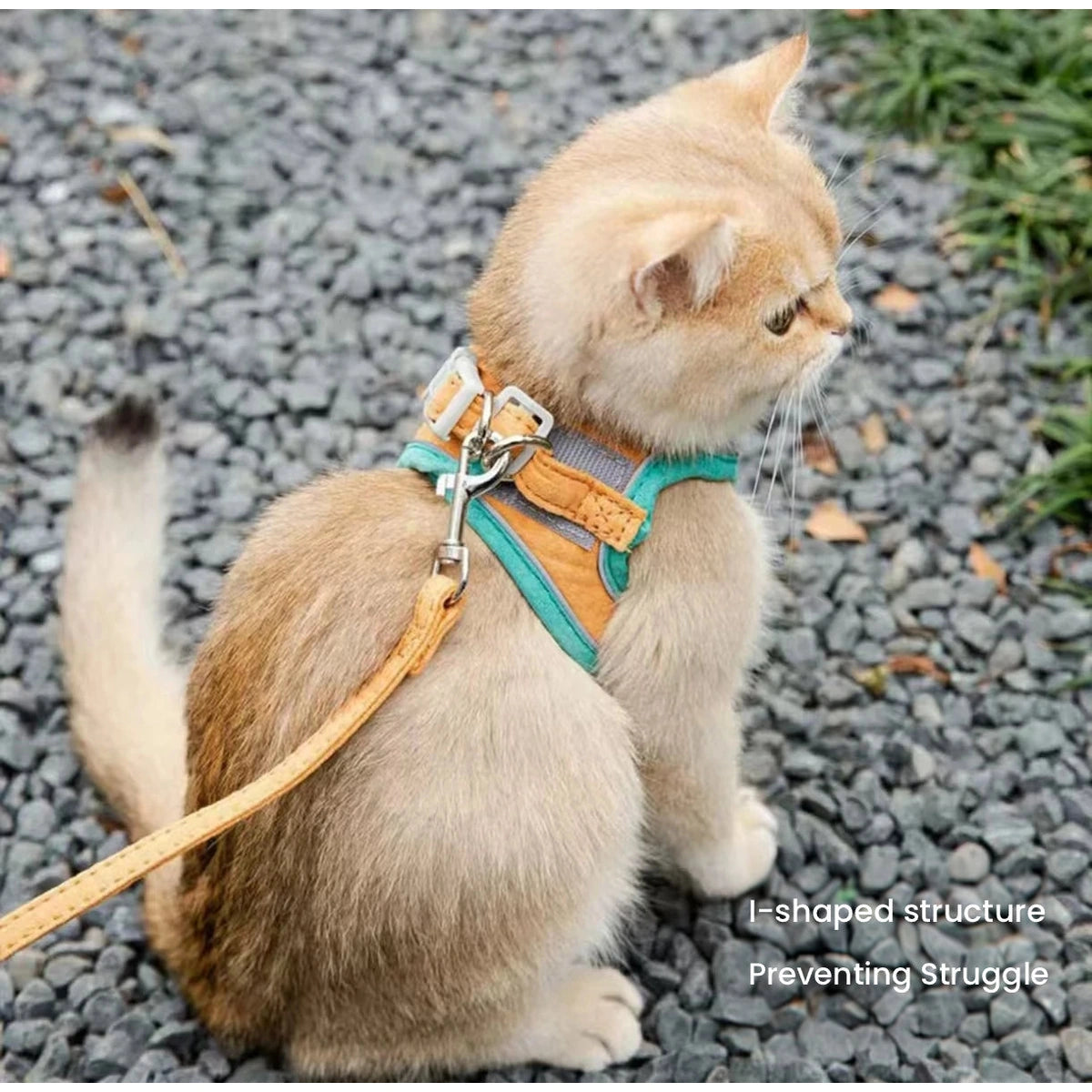 Cat wearing reflective harness outside