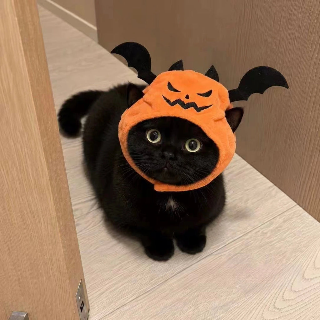 Black cat wearing orange pumpkin and bat hat