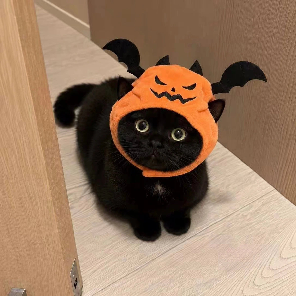Black cat wearing orange pumpkin and bat hat