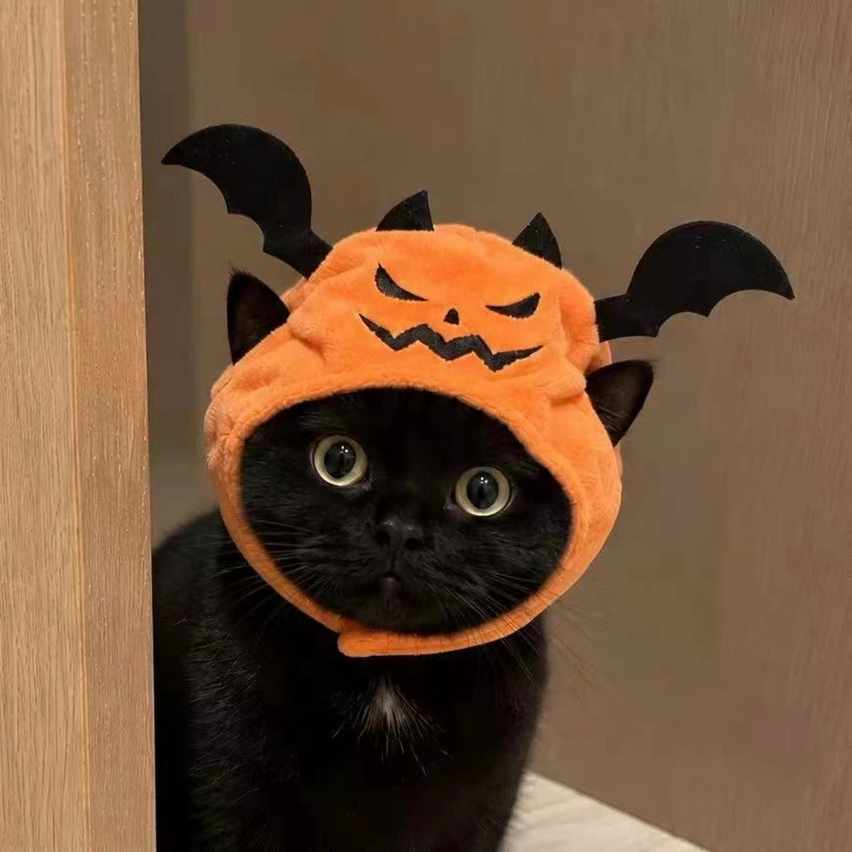 Close view of pumpkin hat on a black cat