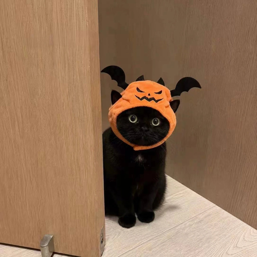 Black cat in bat-wing pumpkin hat from a distance
