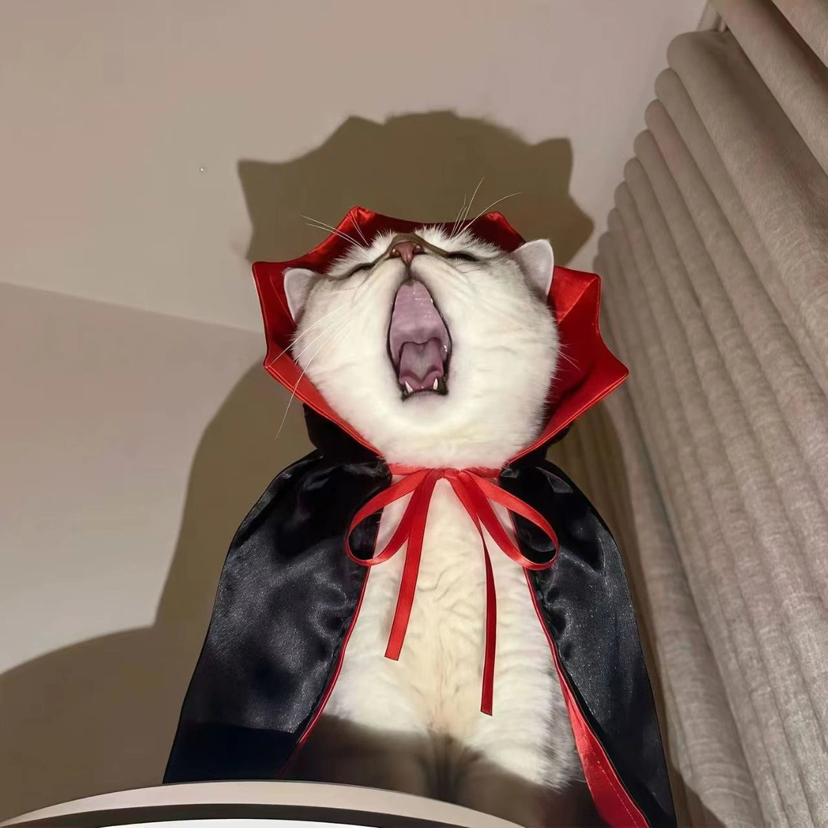 Cat yawning while wearing a vampire cape