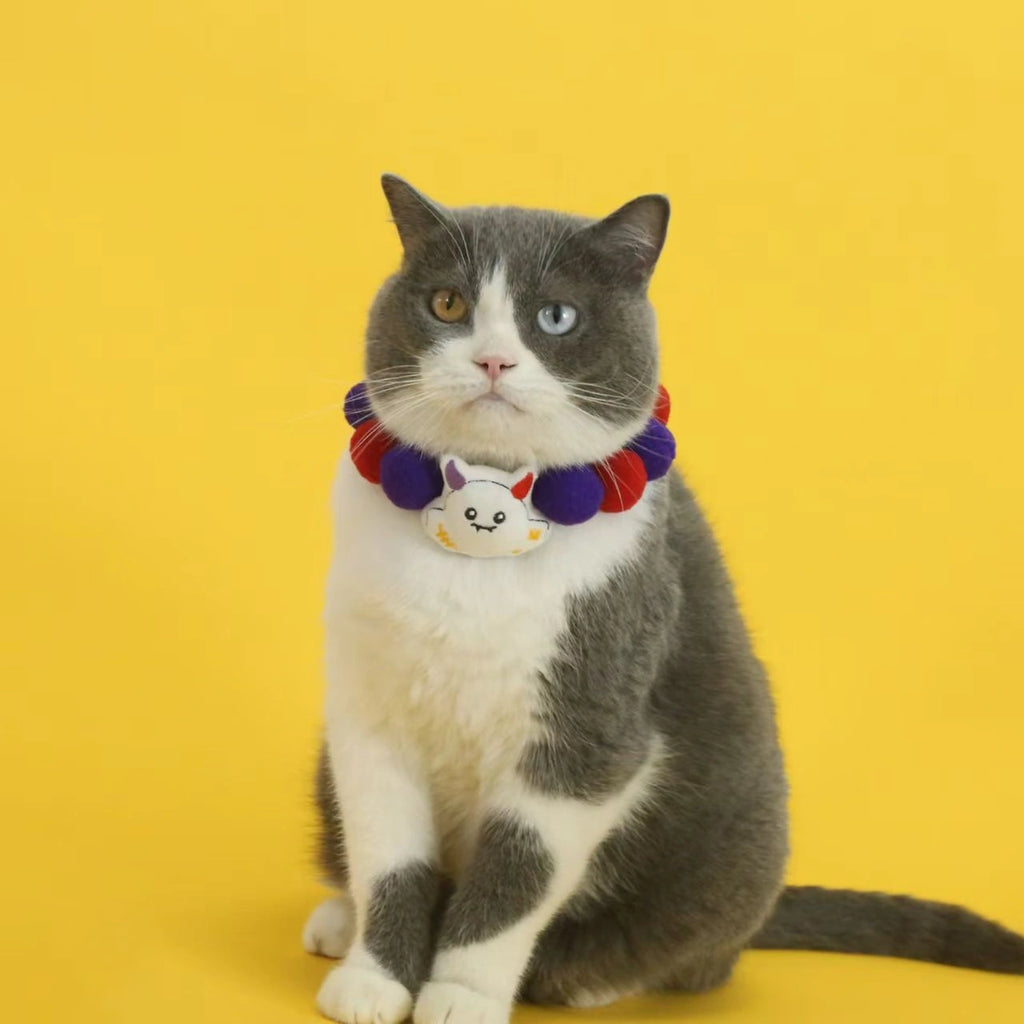 Grey cat wearing orange Halloween collar