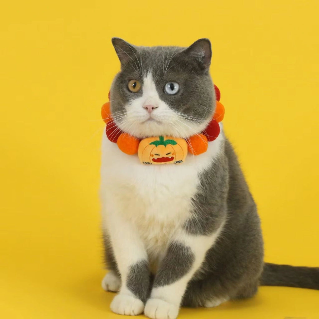 Grey cat wearing pumpkin charm collar