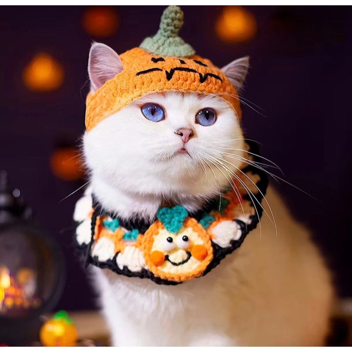 Cat in pumpkin knit hat and collar
