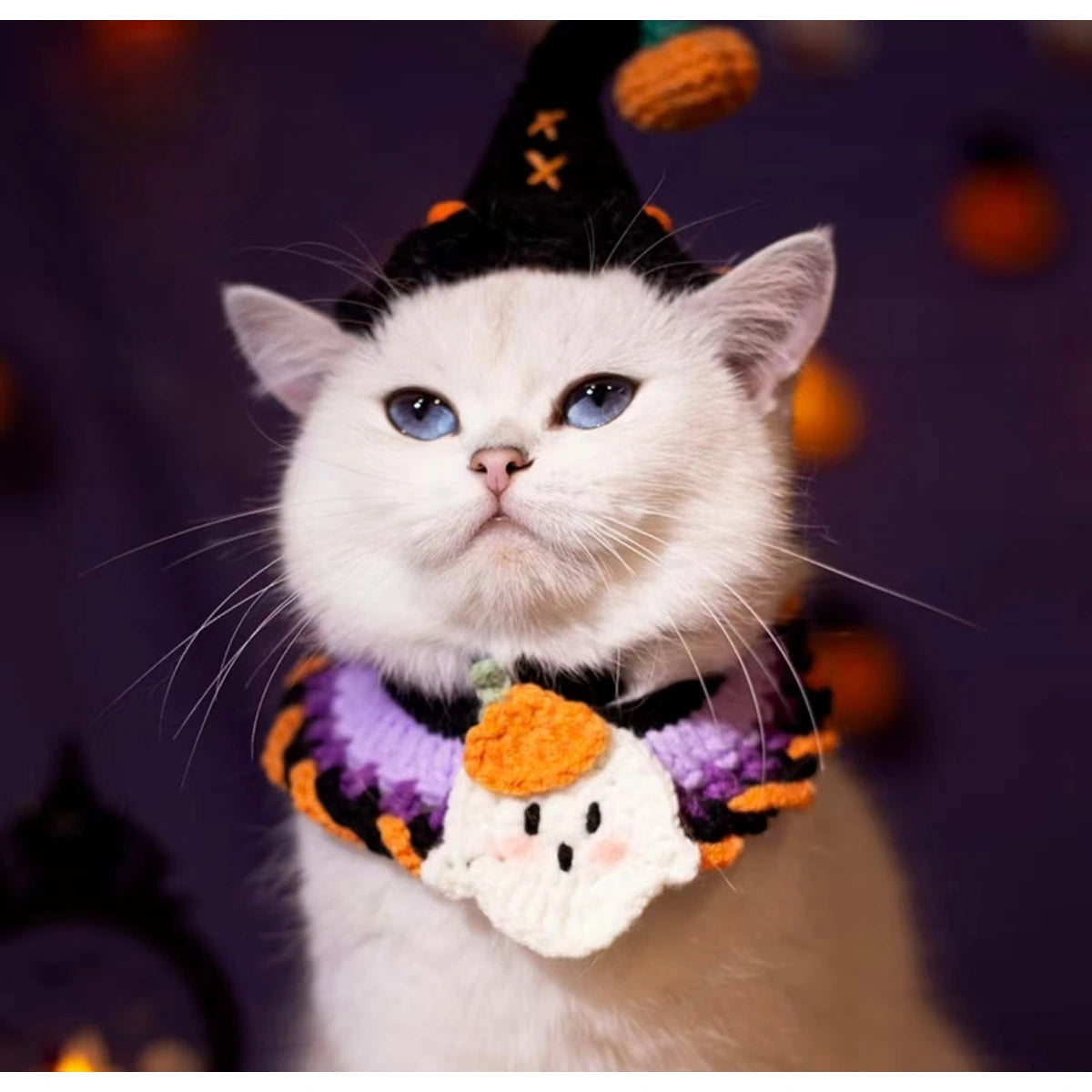 White cat in black witch hat and purple collar