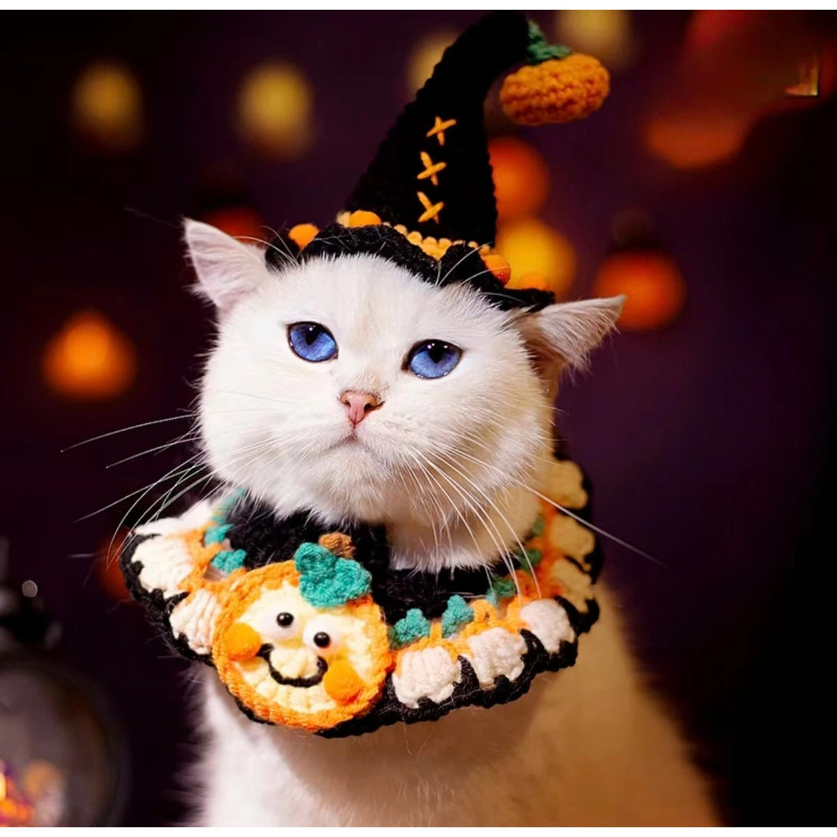 White cat in black witch hat and orange collar