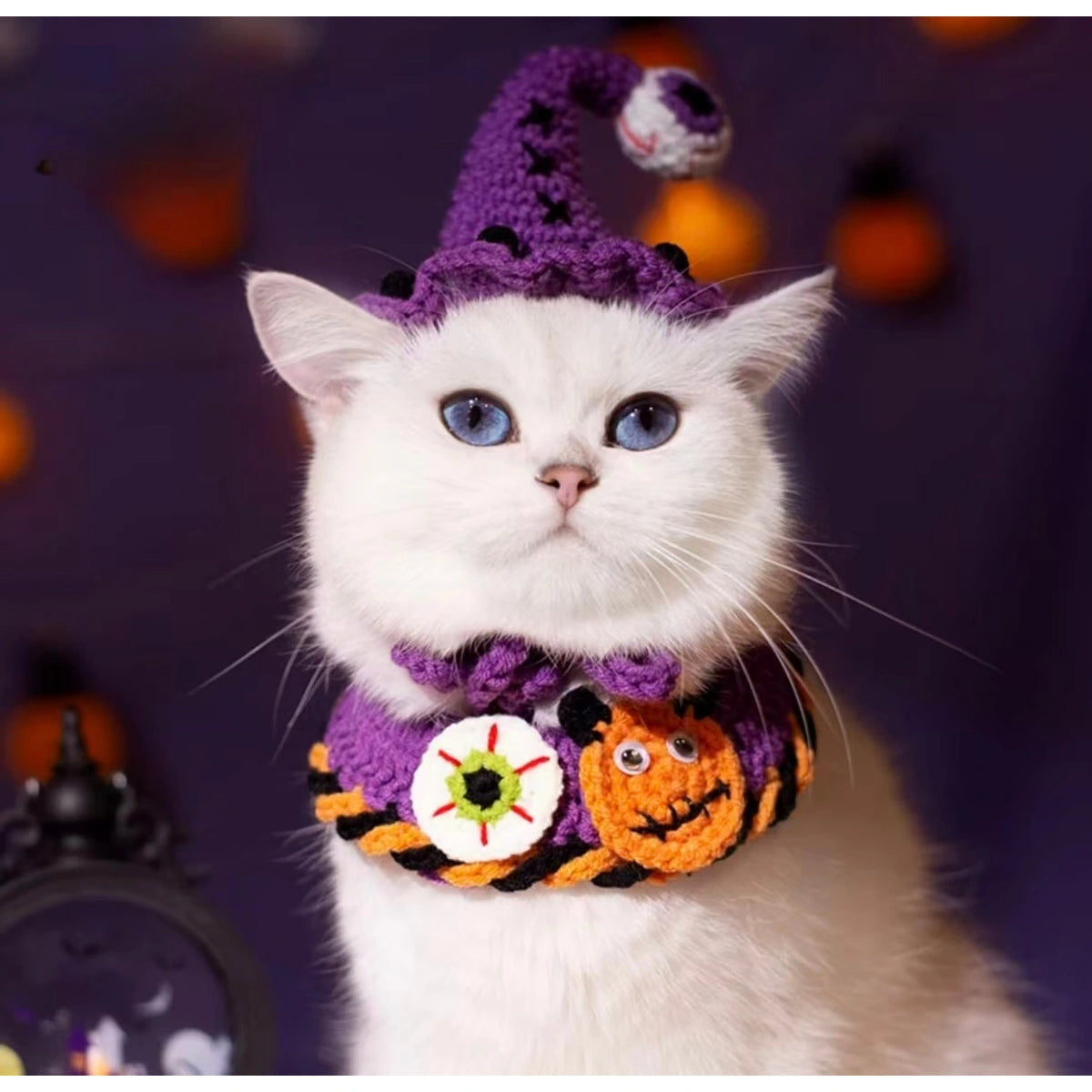 White cat in purple witch hat and pumpkin collar