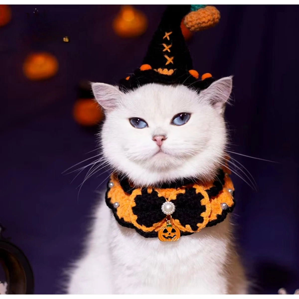 White cat in black witch hat and Halloween collar