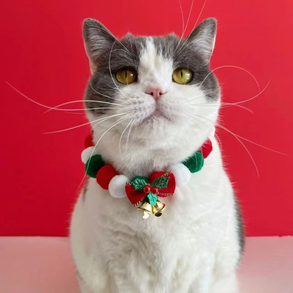 Close view of grey cat in Christmas bell collar
