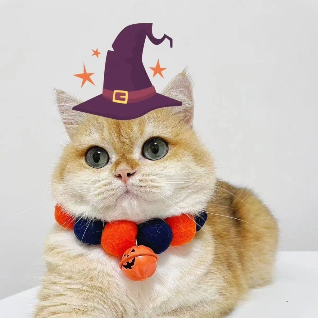 Orange cat in witch hat and pom-pom collar