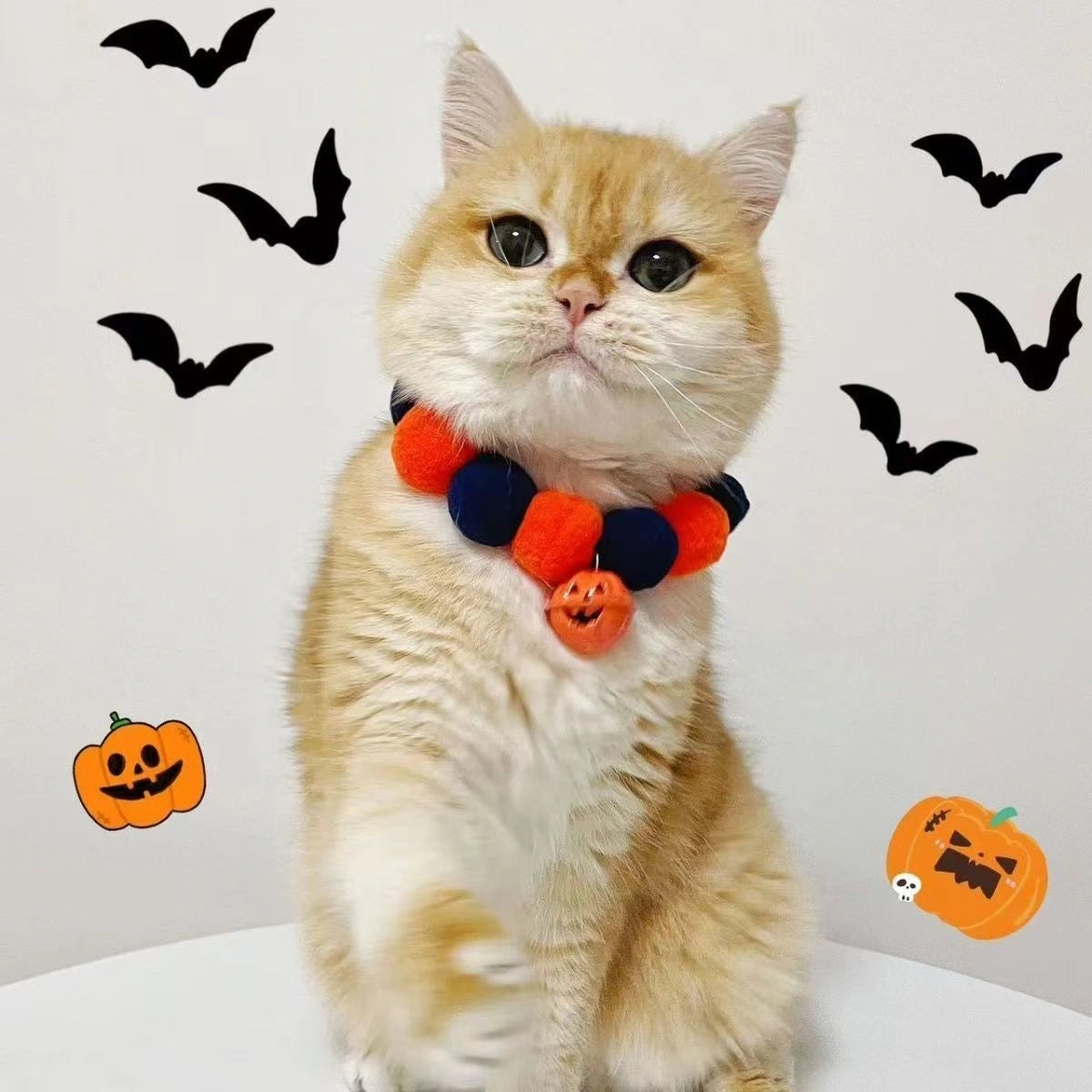 Orange cat wearing pom-pom collar with bat decoration