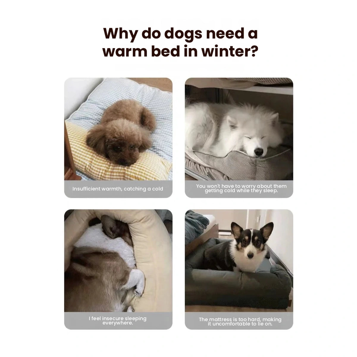 Cats and dogs resting in Hipidog beds
