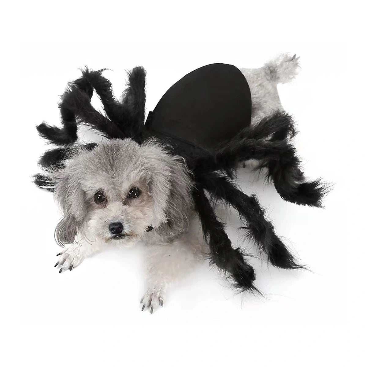 Small dog wearing plush spider costume