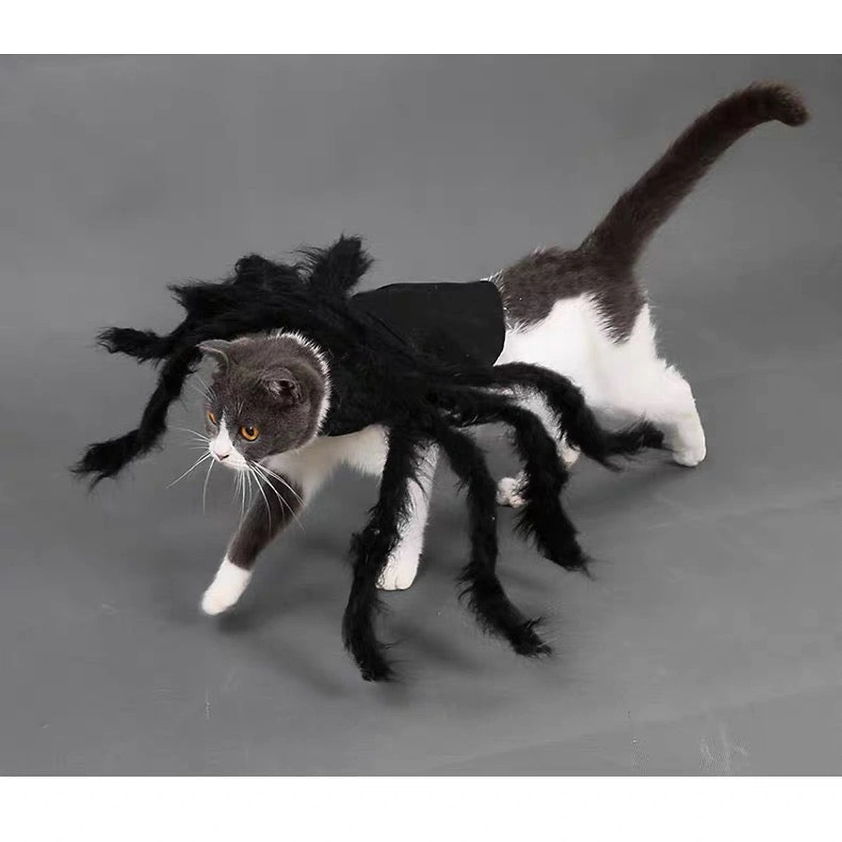 Cat wearing black spider costume