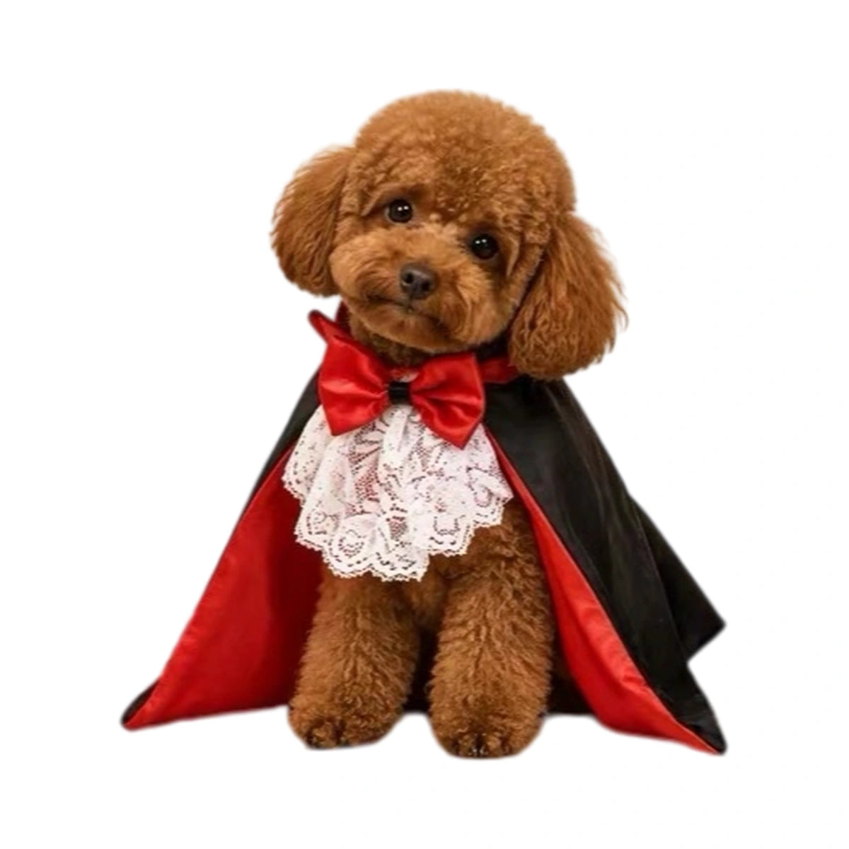 Brown dog wearing Tuxedo Cape with red bow and white lace bib