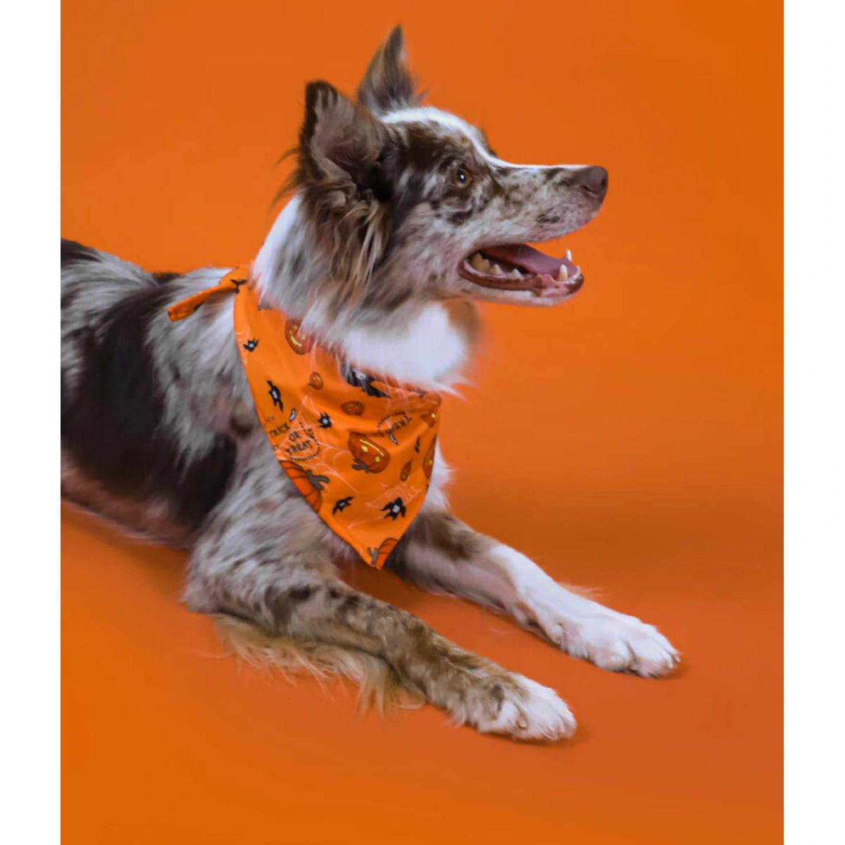 GiGwi Halloween Pet Bandana | Cats & Dogs – Mochi & Paws