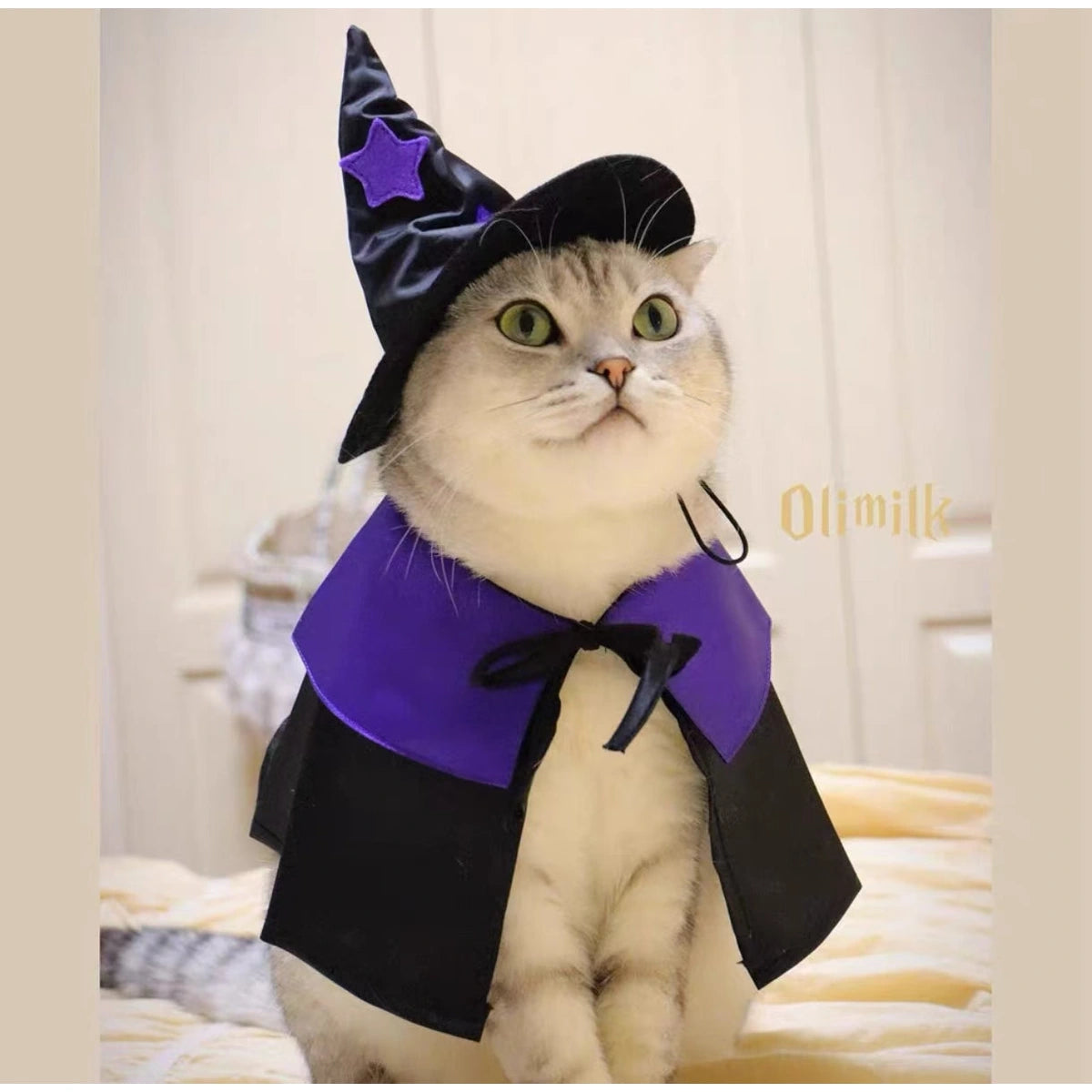 Cat modelling purple witch costume in room