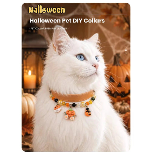 Cat wearing orange charm Halloween collar