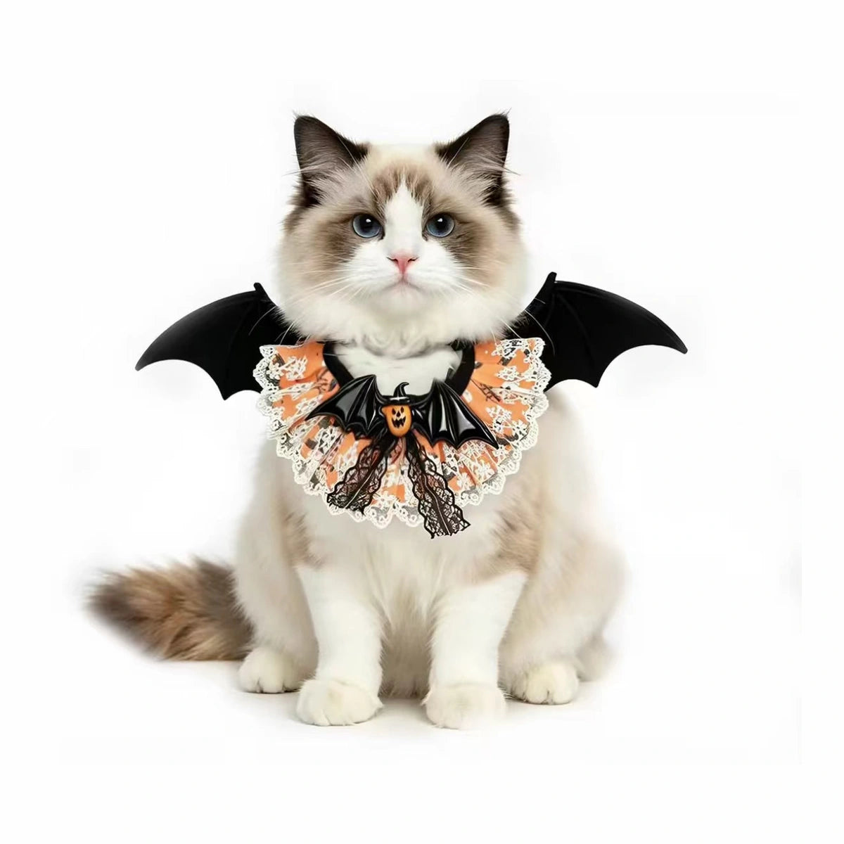 Cat wearing black bat-wing scarf collar