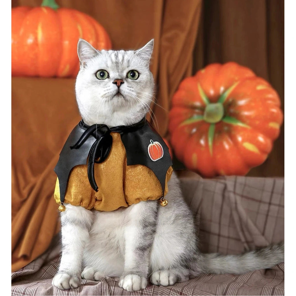 Cat wearing the orange and black UFBemo pumpkin imp cape