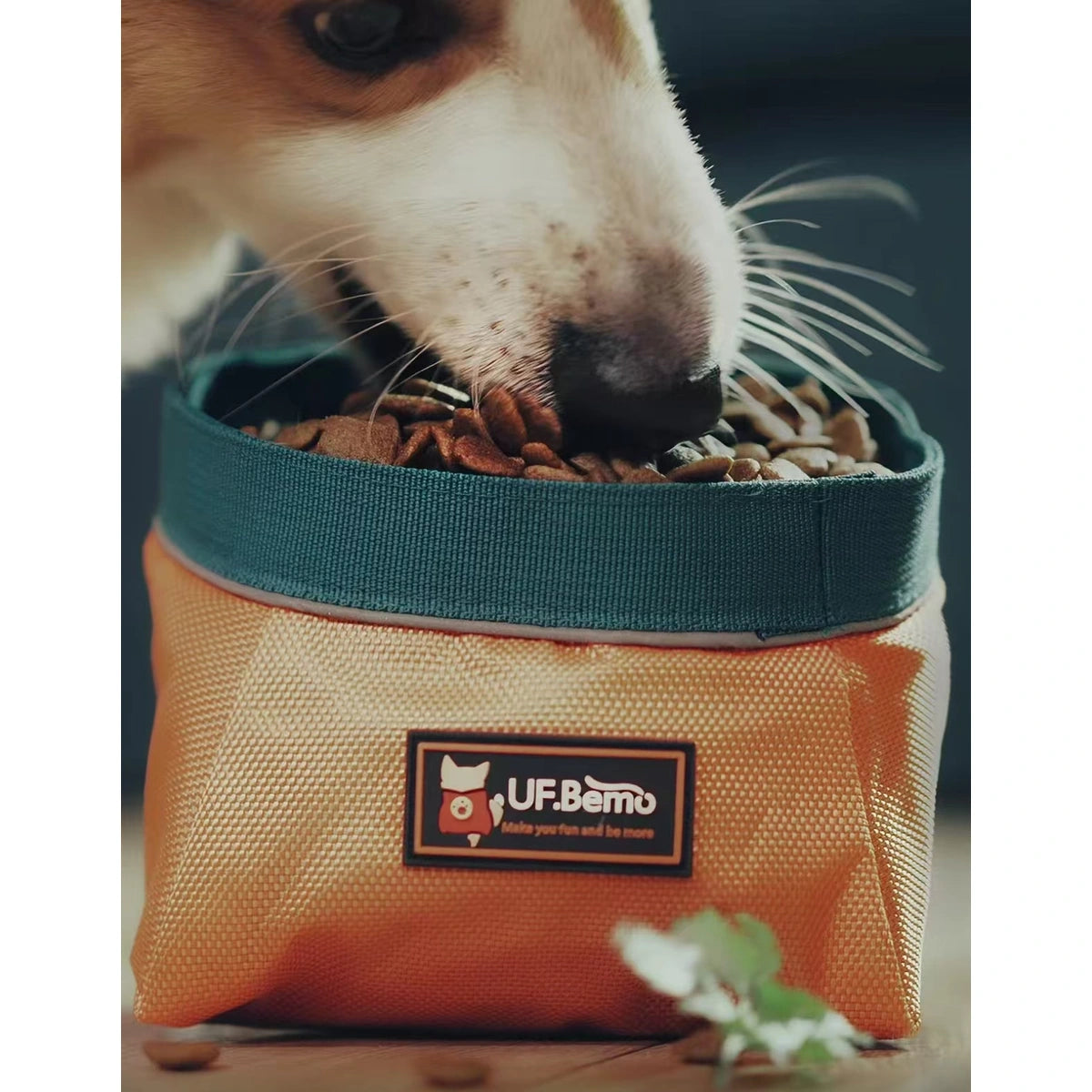 Dog eating from an orange UFBemo portable bowl