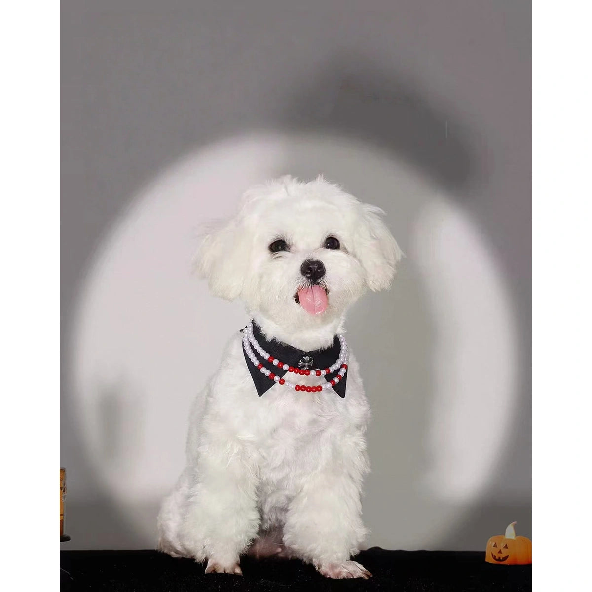 White dog wearing the UFBemo Halloween collar