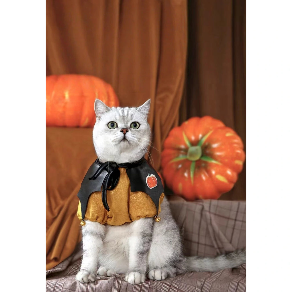Cat wearing the orange and black pumpkin imp cape