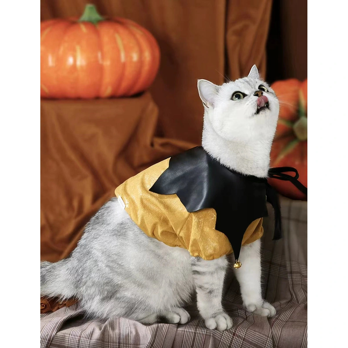 Side view of a cat wearing the pumpkin imp cape
